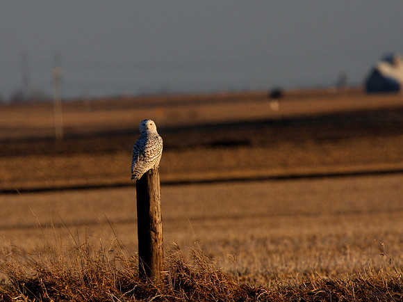 Snowy Owl