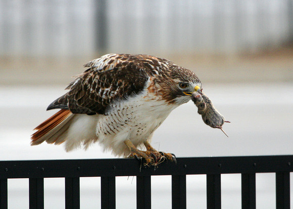 Red-tailed Hawk (with prey)