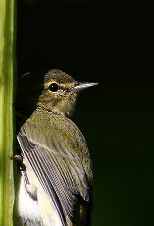 Tennessee Warbler