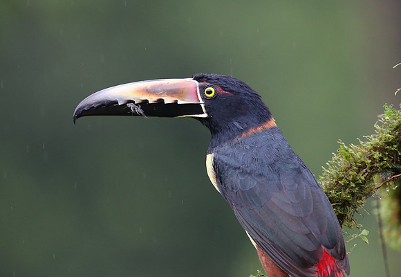 Collared Aracari - Laguna Lagarto, Costa Rica