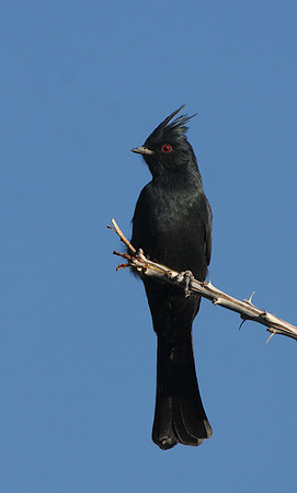 Phainopepla - Saguaro National Park