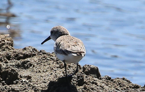 Western Sandpiper - Casa Solimar Salt Mill, Costa Rica