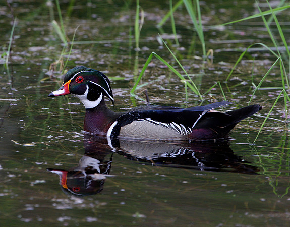Wood Duck