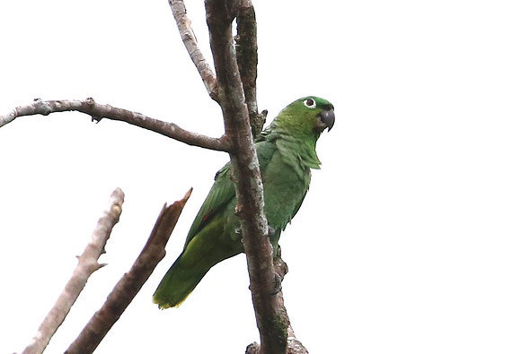 Mealy Parrot - Laguna Lagarto, Costa Rica