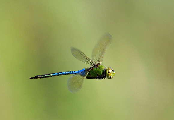 Common Green Darner (Flight)