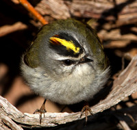 Golden-crowned Kinglet