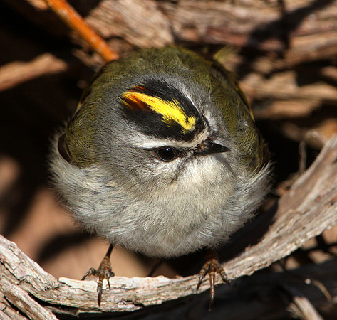 Golden-crowned Kinglet
