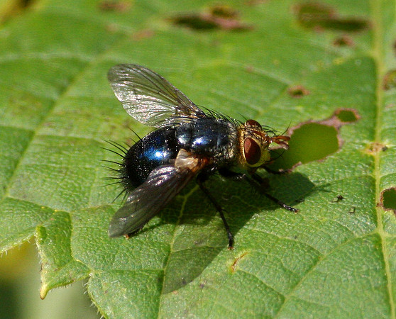Blue Bottle Fly ??