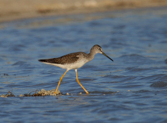 Greater Yellowlegs