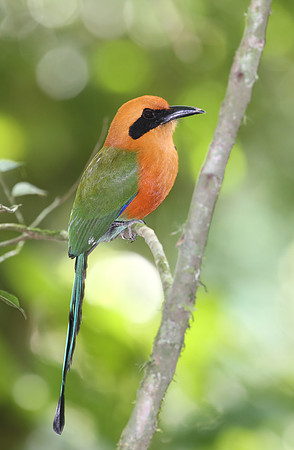Rufous Motmot - Costa Rica