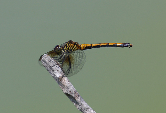 Seaside Dragonlet