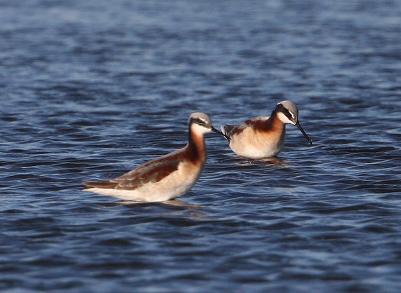 Wilson's Phalarope