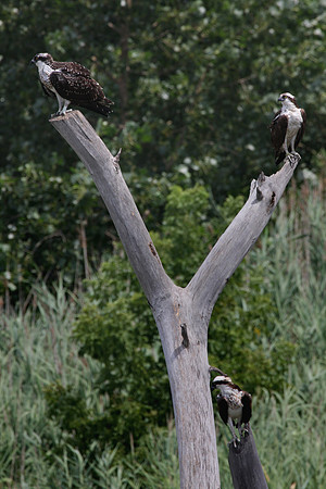 Osprey