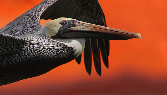 Brown Pelican Galveston, Texas