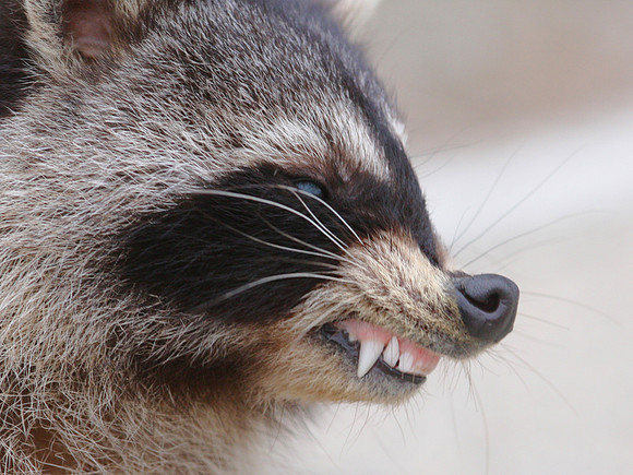 Raccoon - Goose Lake Prairie