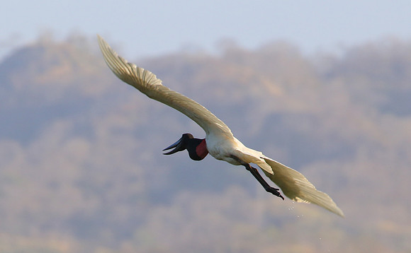 Jabiru - Casa Solimar, Costa Rica