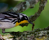 Yellow-throated Warbler with Earwig