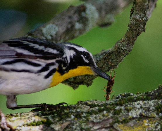 Yellow-throated Warbler with Earwig