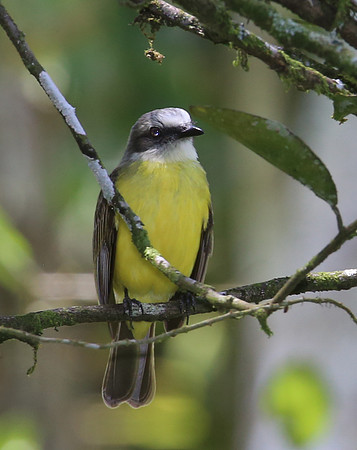 Gray-capped Flycatcher