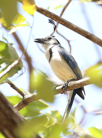 White-throated Magpie-Jay - Casa Solimar, Costa Rica