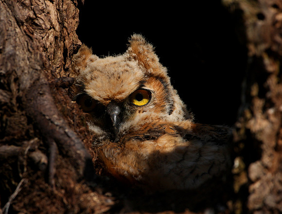 Great Horned Owl