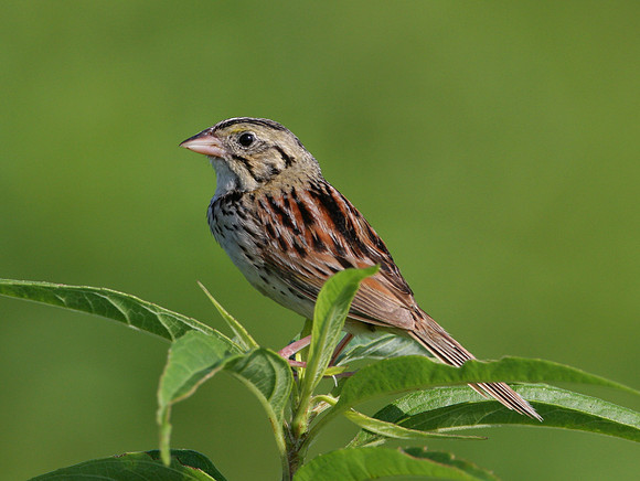 Henslow's Sparrow Goose Lake Prairie