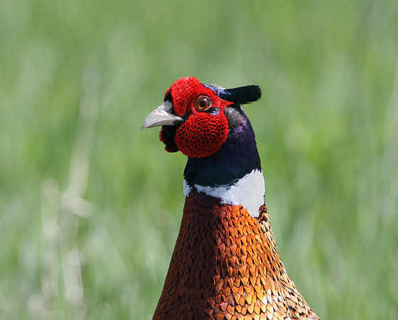 Ring-necked Pheasant