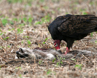 Turkey Vulture