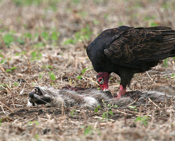 Turkey Vulture