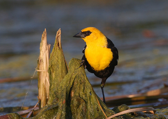 Yellow-headed Blackbird