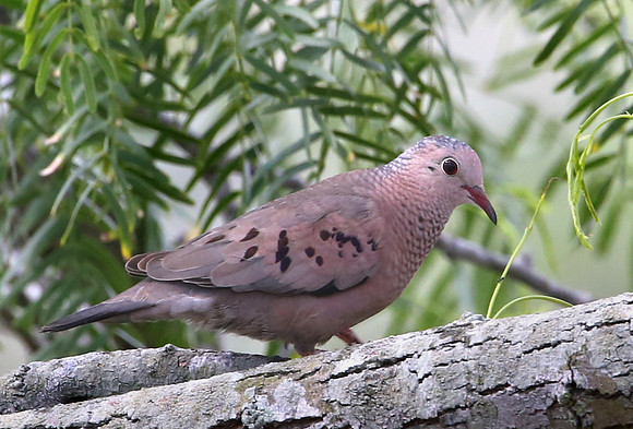Common Ground-dove Atascosa National Wildlife Refuge, Texas