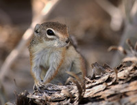 White-tailed Antelope Squirrel