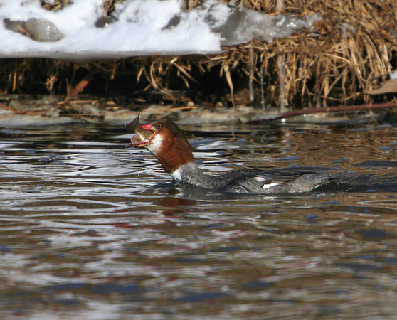 Common Merganser