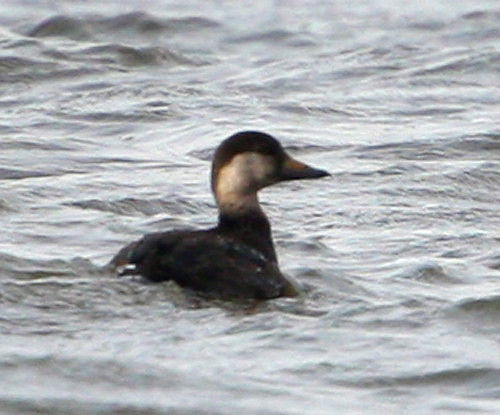 Black Scoter