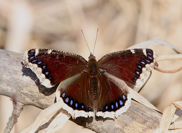 Mourning Cloak Butterfly