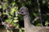 Plain Chachalaca
