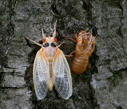 Periodical Cicada