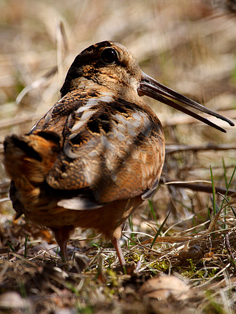 American Woodcock