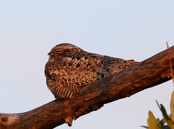 Common Nighthawk - Anahuac National Wildlife Refuge, Texas
