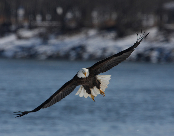 Bald Eagle