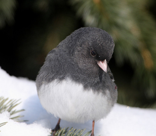 Dark-eyed Junco