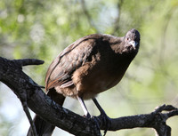 Plain Chachalaca