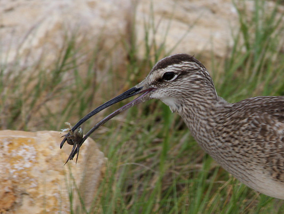Whimbrel with Prey