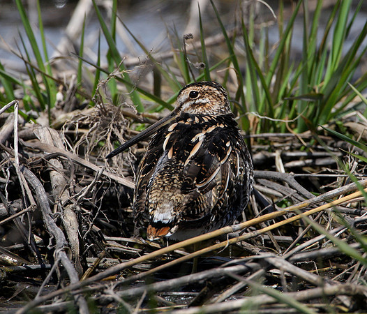 Wilson's Snipe