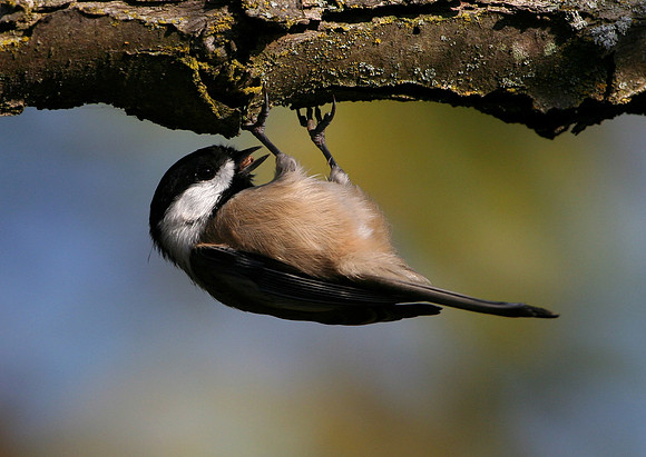 Black-capped Chickadee