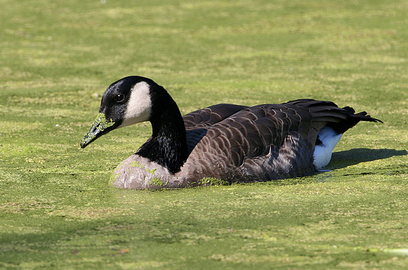Canada Goose