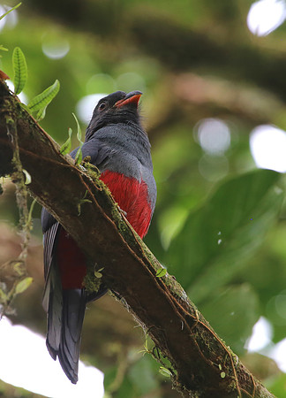 Slaty-tailed Trogon - Laguna Lagarto, Costa Rica