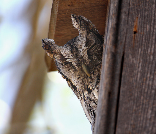 Eastern Screech-Owl