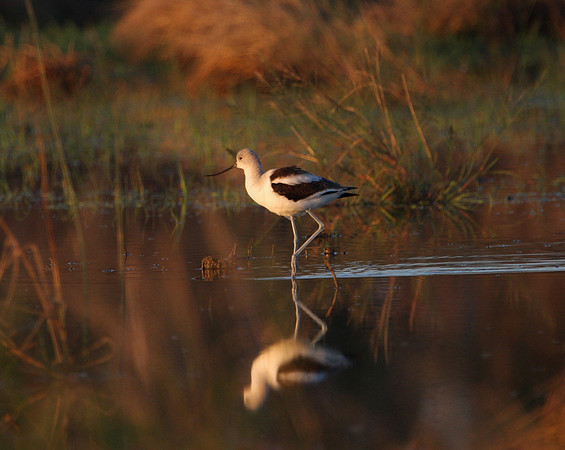 American Avocet