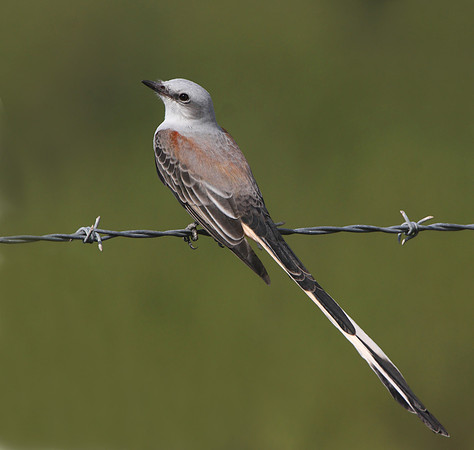 Scissor-tailed Flycatcher Anahuac National Wildlife Refuge, Texas